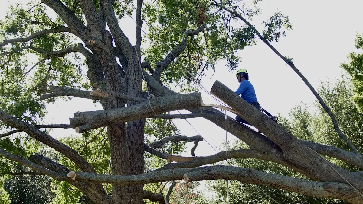 Professional Hazardous Tree Removal performed by certified arborists in Luke Air Force Base