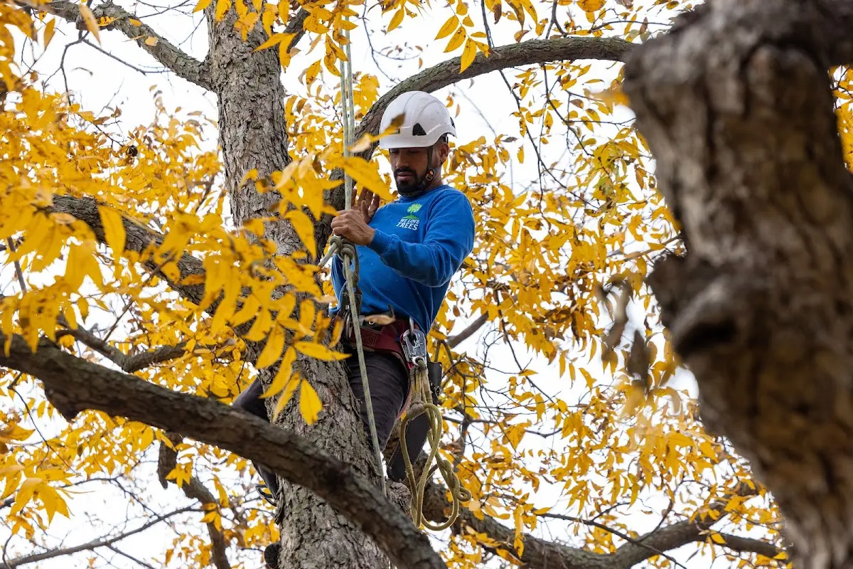 Skilled Tree Planting crew working in Luke Air Force Base