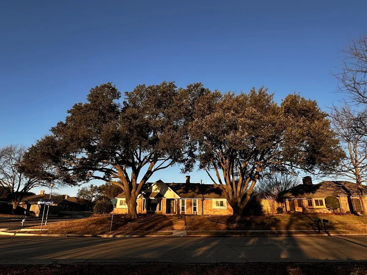 Established residential canopy tree shading a home in Luke Air Force Base